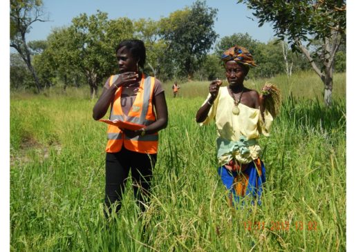 Projet MCA-Réhabilitation de la RN6- Appui des femmes de Kounkané au maraîchage